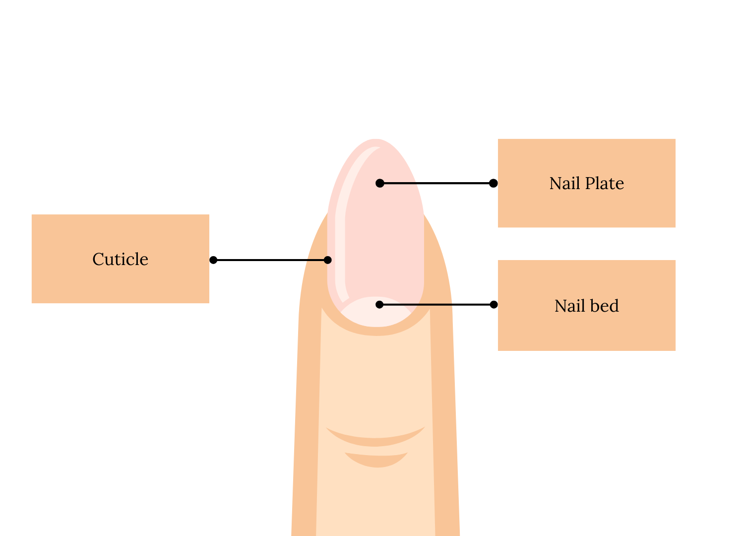 Example diagram illustrating the structure of a fingernail